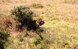 TANZANIA - Serengeti National Park - 017